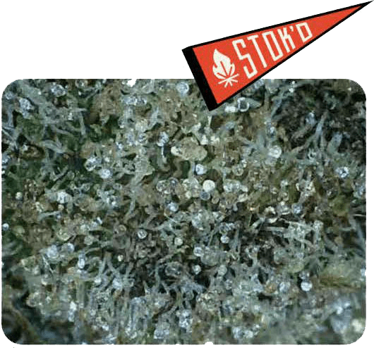 Close-up of frosty green plant buds with a red warning label reading “СТОП”