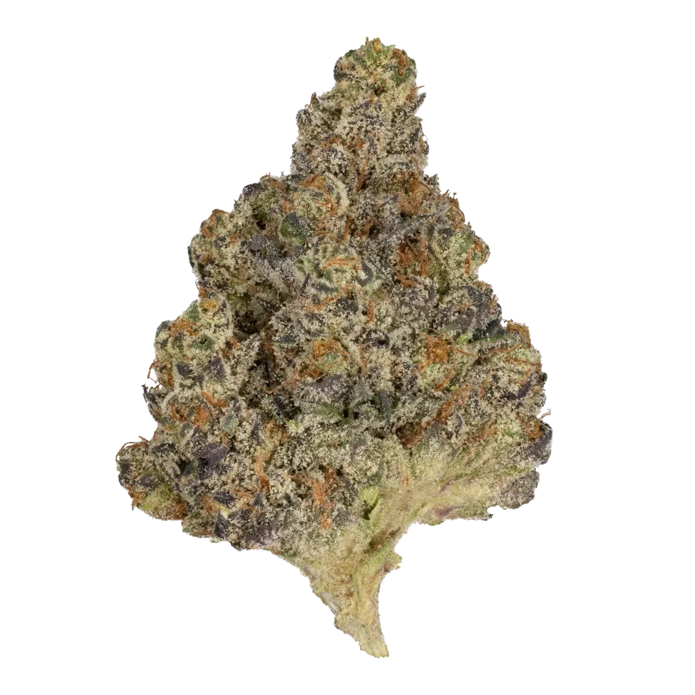 Cannabis bud with dense green and orange-tinged buds against a white background