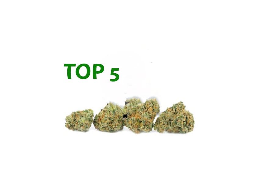 Green “TOP 5” text above five cannabis buds on a white background