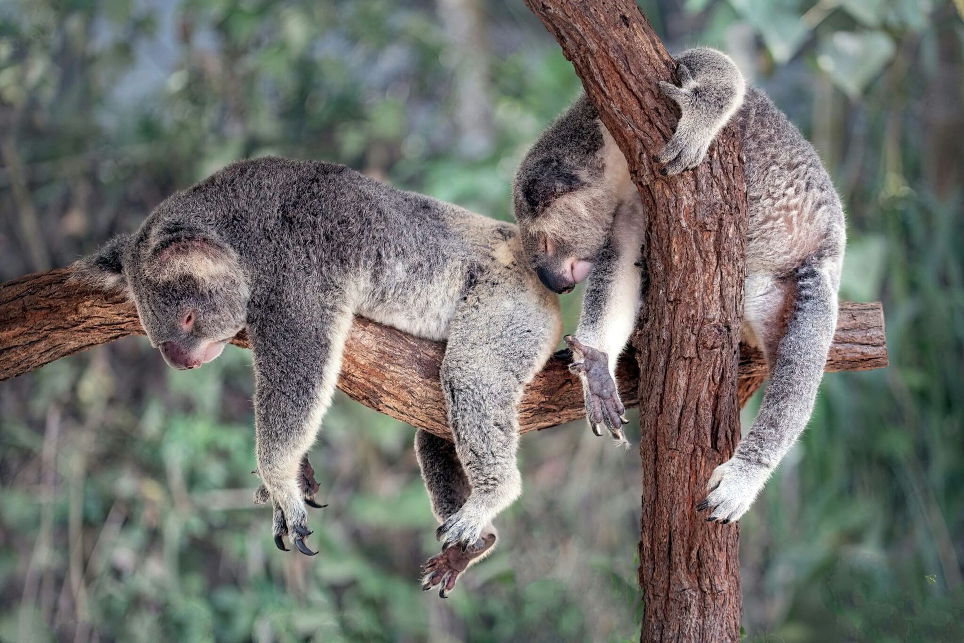 Two koalas asleep on tree branches in a forest setting