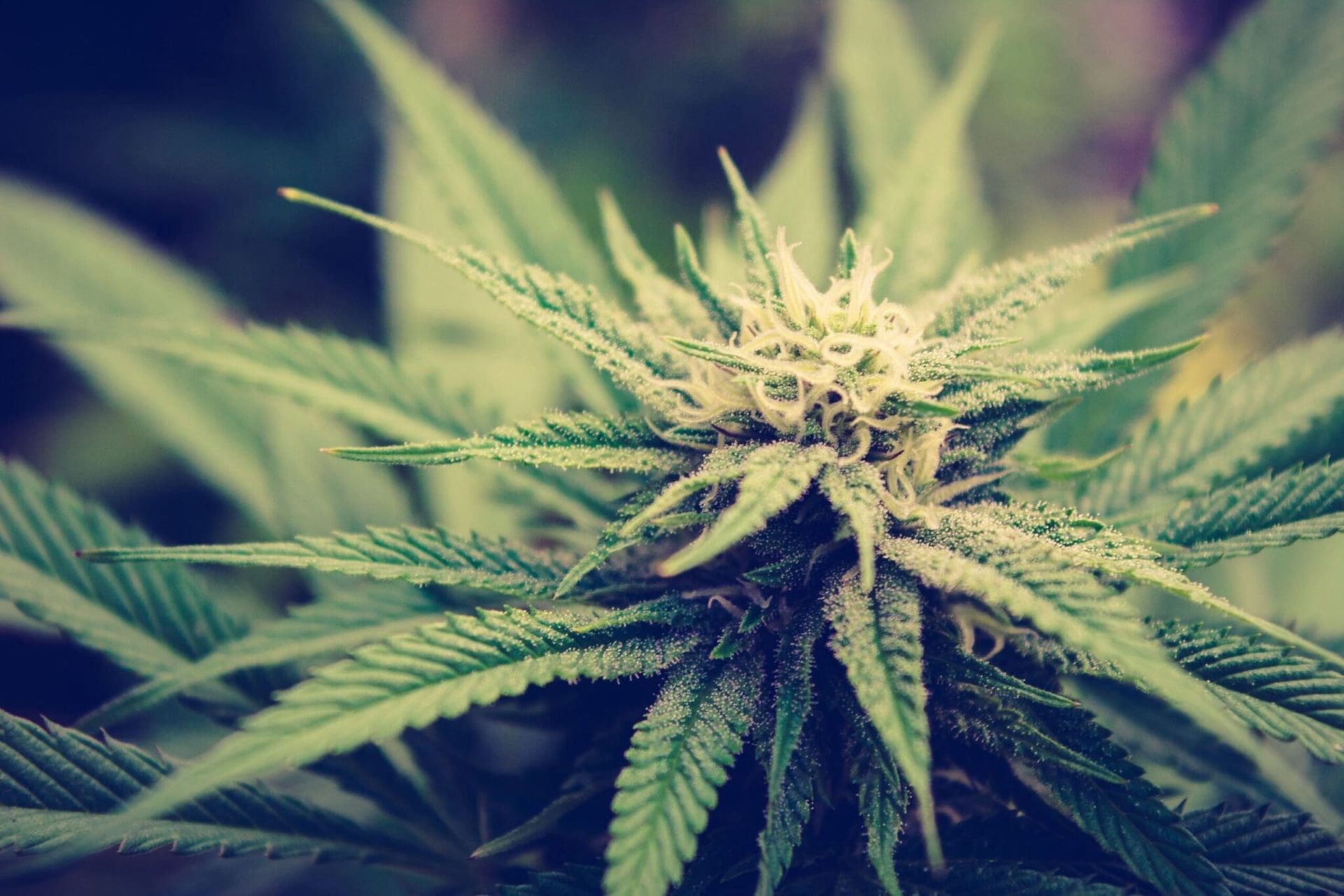 Close-up of a cannabis plant with green leaves and a flowering bud.