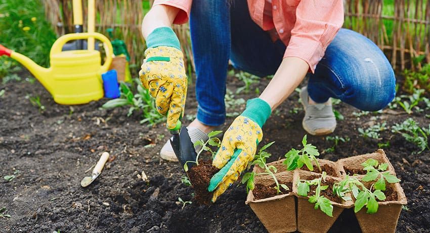 Two people gardening, planting seedlings in soil beside a yellow watering can.