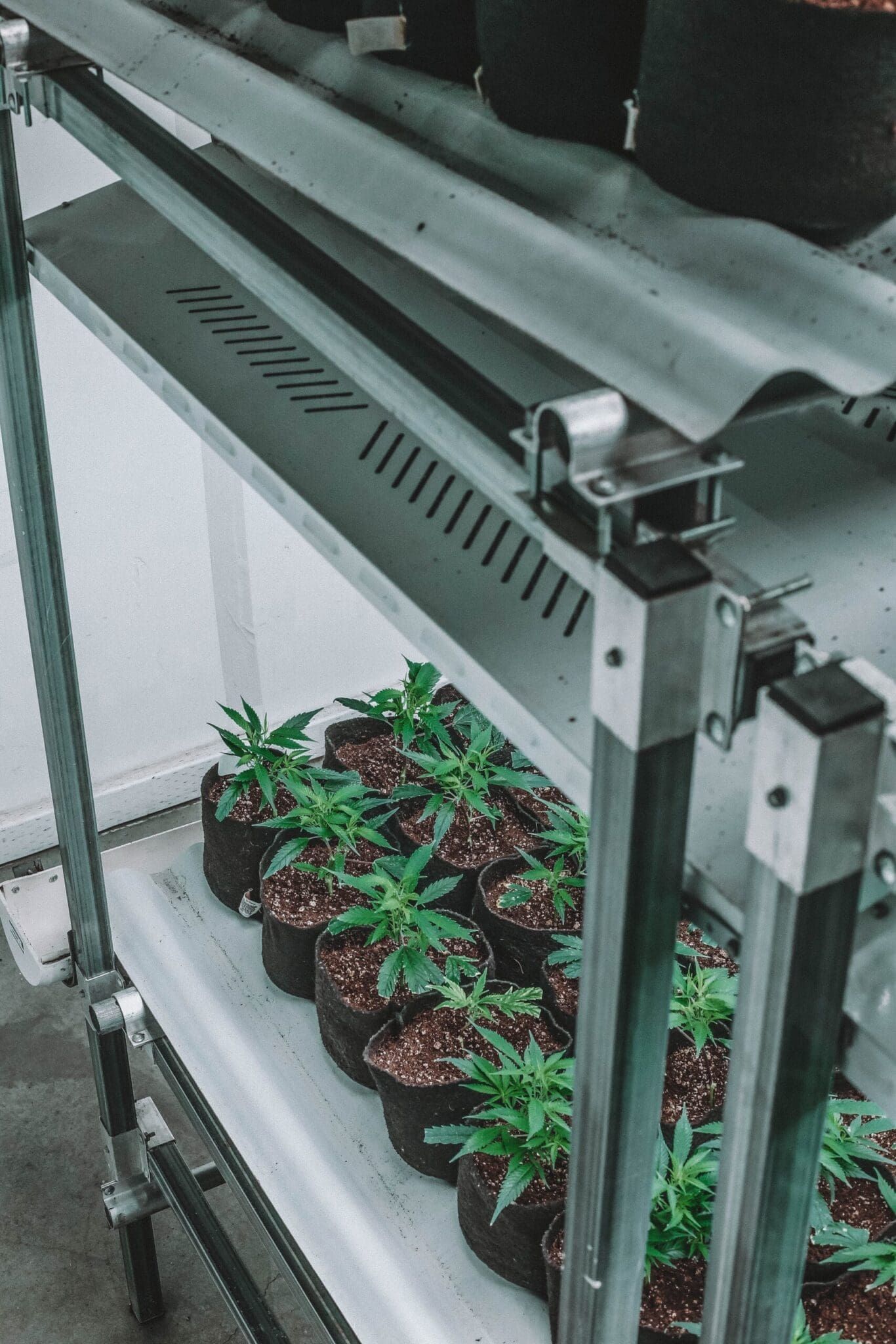 Rows of potted seedlings on a metal greenhouse shelving unit