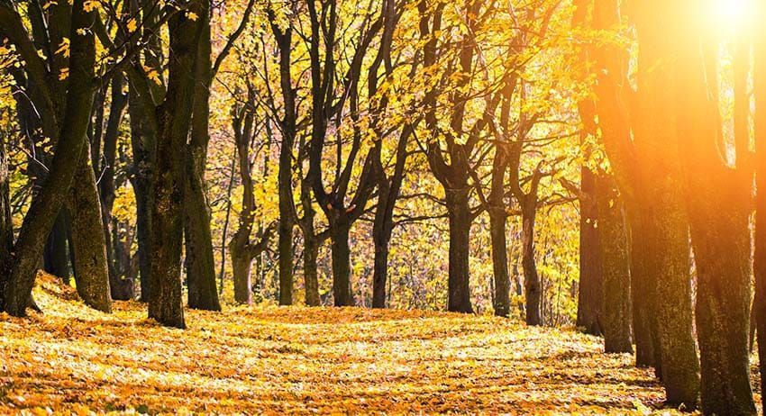 Sunlit autumn forest with tall trees and golden leaves covering the ground