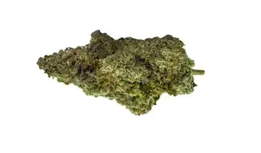 Single green cannabis bud on a white background
