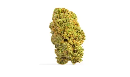 Close-up of a green and orange cannabis bud on a white background