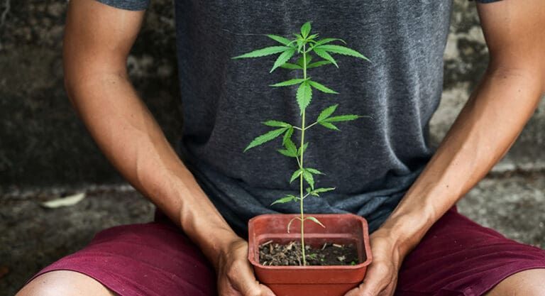 Person holding a small potted cannabis plant against a dark background