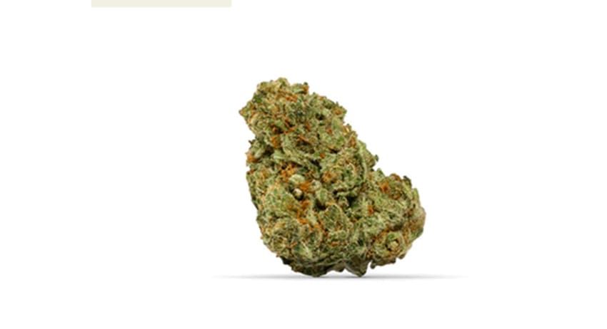 Green cannabis bud on a white background