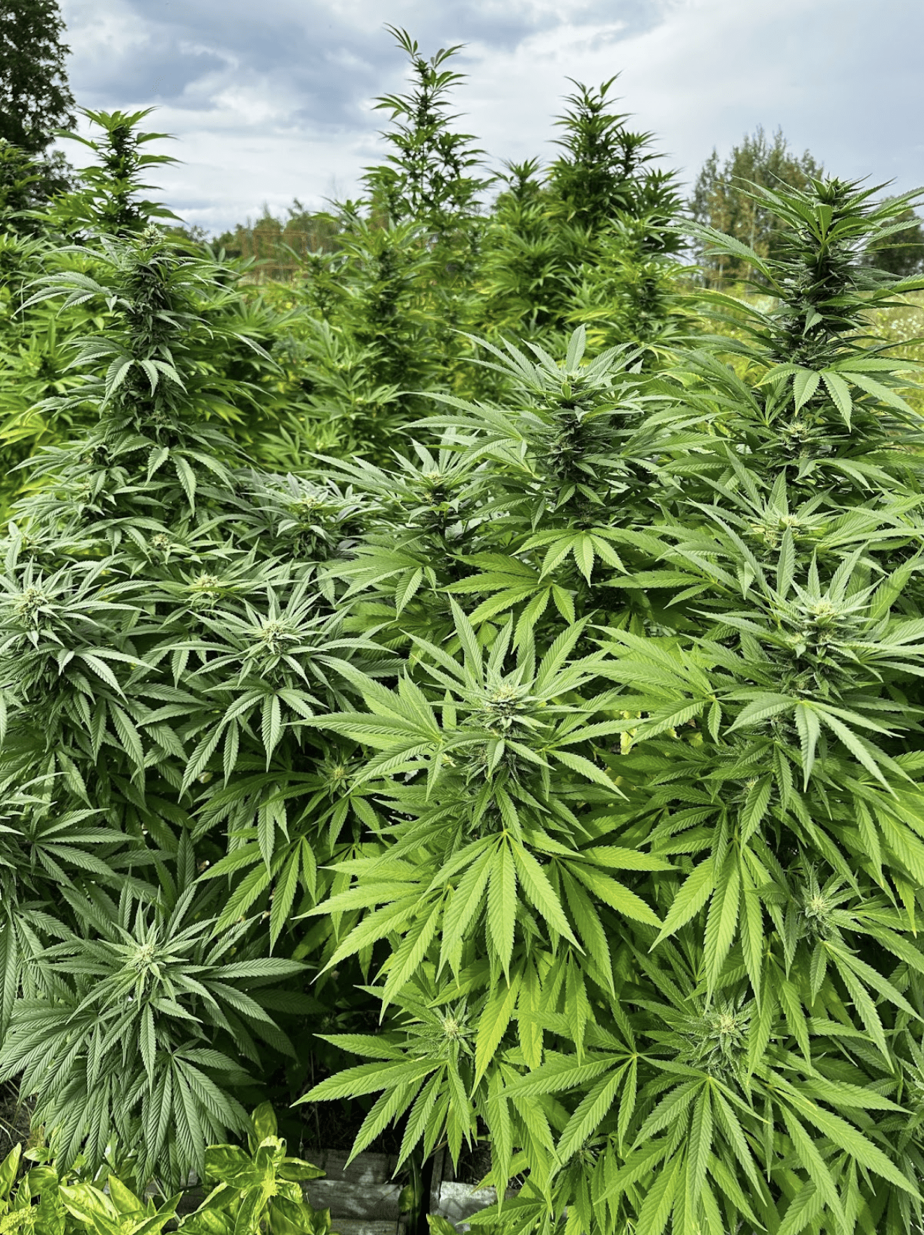 Dense green cannabis plants growing outdoors under a cloudy sky