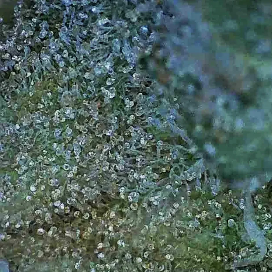 Close-up of frosty green-blue crystalline texture on a rough surface