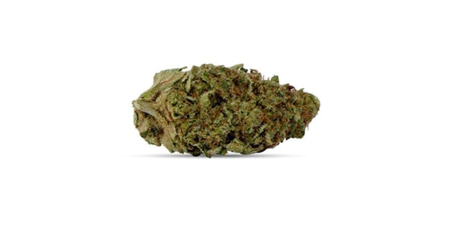 Close-up of a small green cannabis bud on a white background