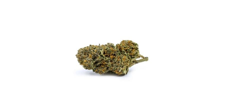 A small cannabis bud on a white background.