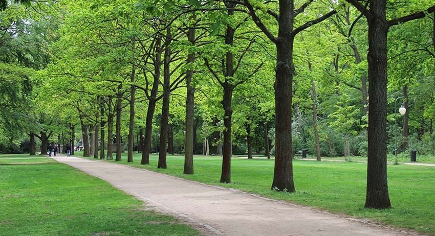 Tree-lined park path beside a green grassy lawn