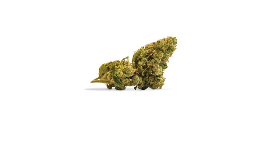 A small green cannabis bud isolated on a white background