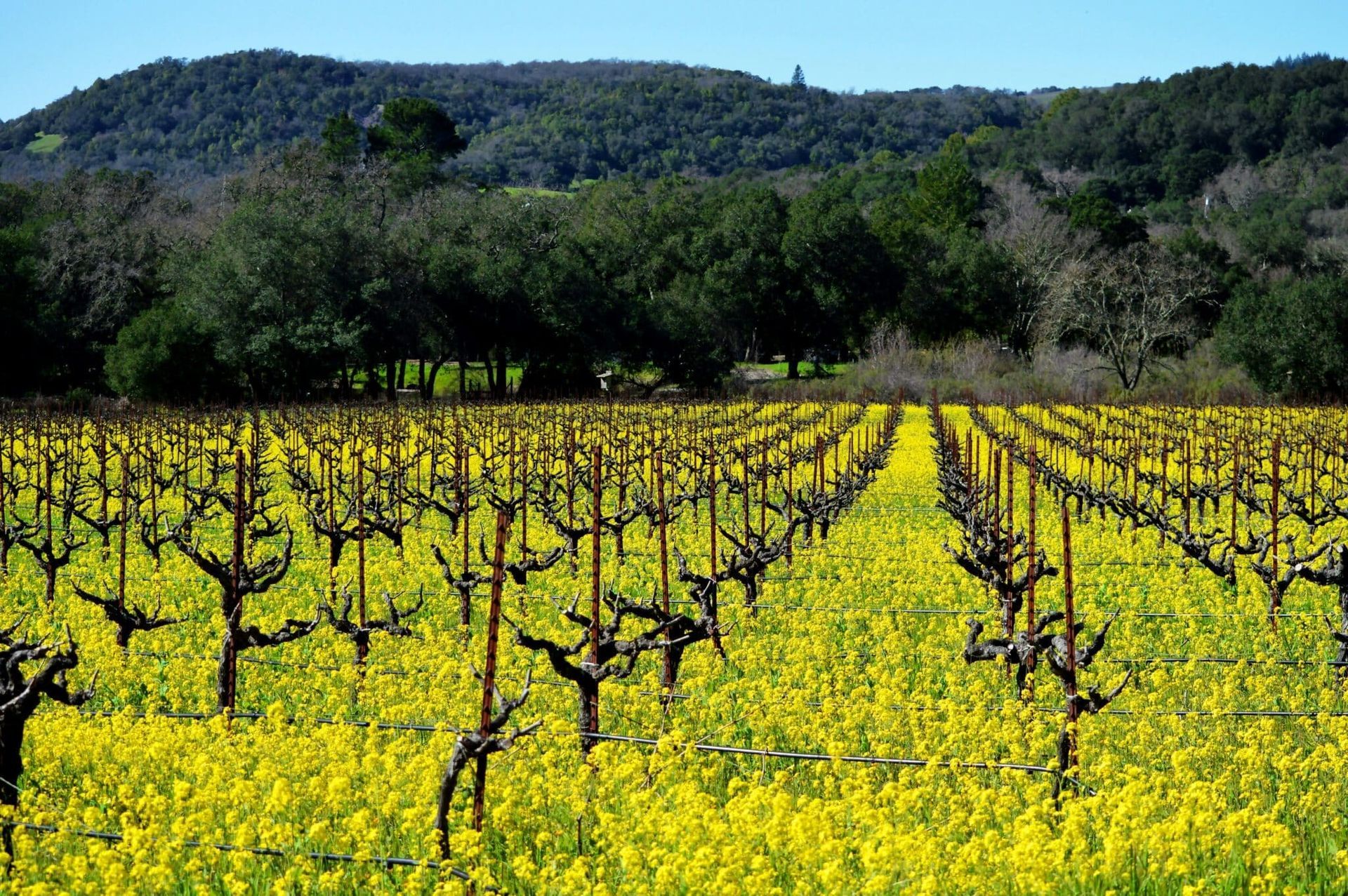 Yellow wildflowers in a vineyard with bare vines, trees, and a hillside in the background