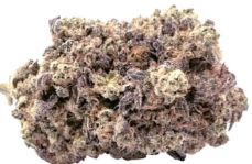 Close-up of a dense cannabis bud with frosty green and purple tones on a white background