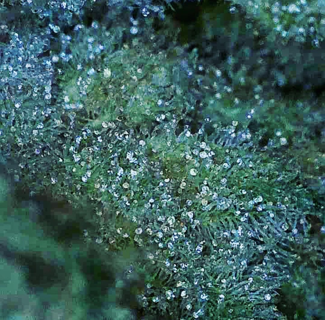 Close-up of a frosty green plant covered in sparkling ice crystals