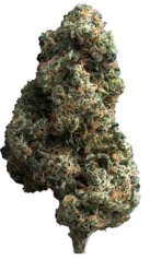 Close-up of a dense green cannabis bud with orange hairs on a white background