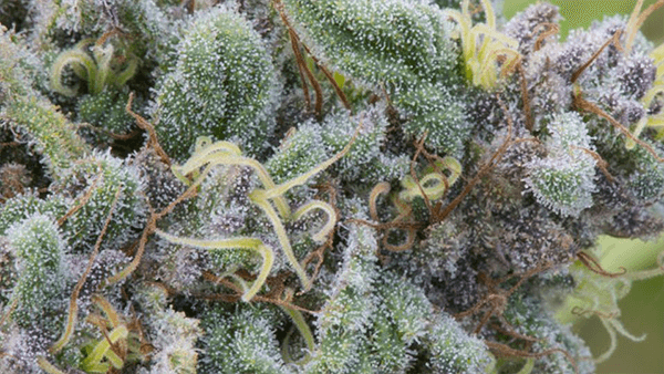 Close-up of frosty green cannabis buds with orange pistils and sugar-coated trichomes
