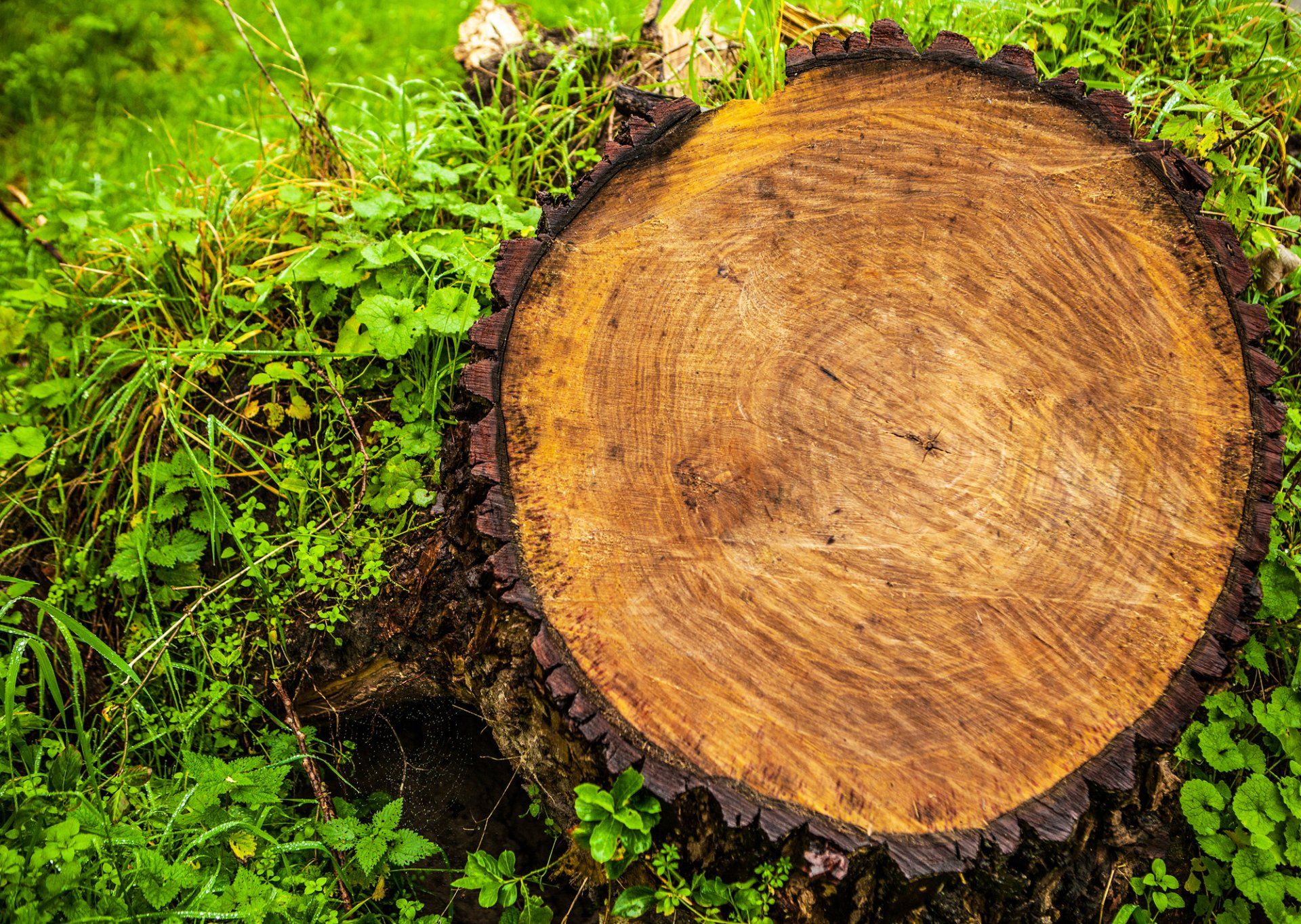 Stump Grinding in Marietta, GA | Eddy's Tree Service & Landscaping LLC