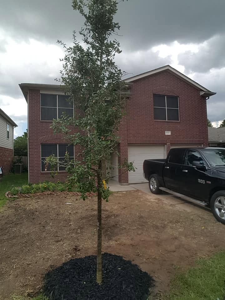 Young tree planted in front yard of a red brick house with a black pickup truck and cloudy sky.