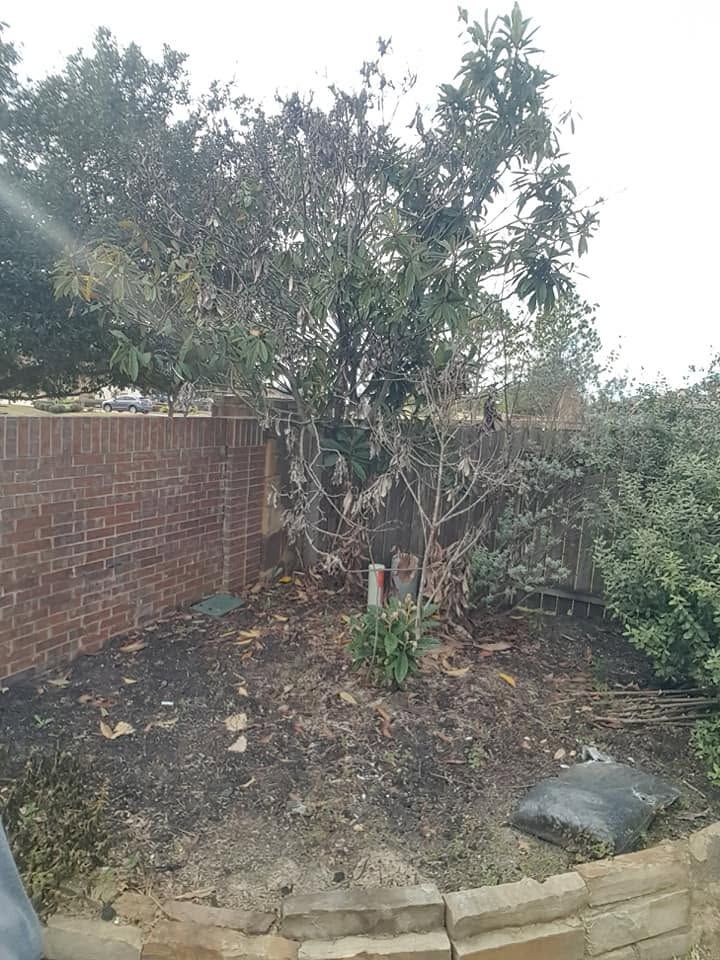 Small garden corner with a tree, brick wall, shrubs, and bare soil near a stone border.