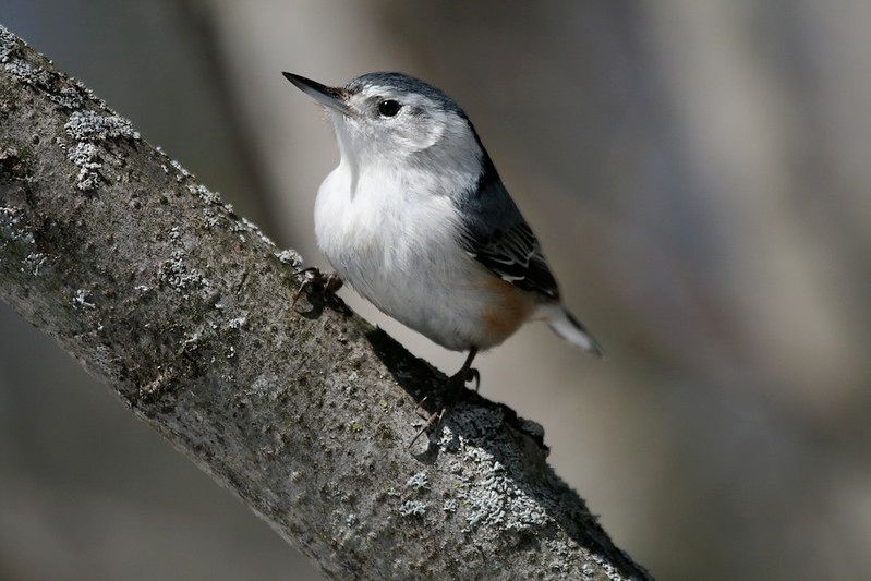 White Breasted Nuthatch