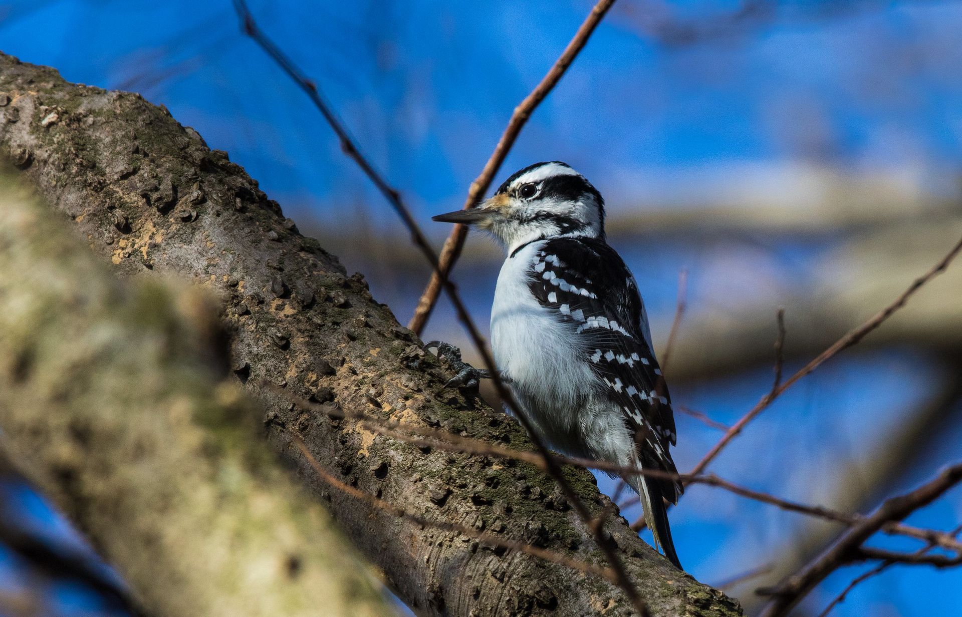 Hairy Woodpecker