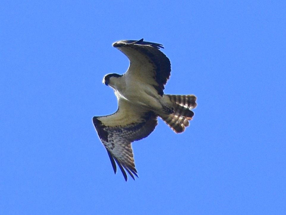 Osprey from Below