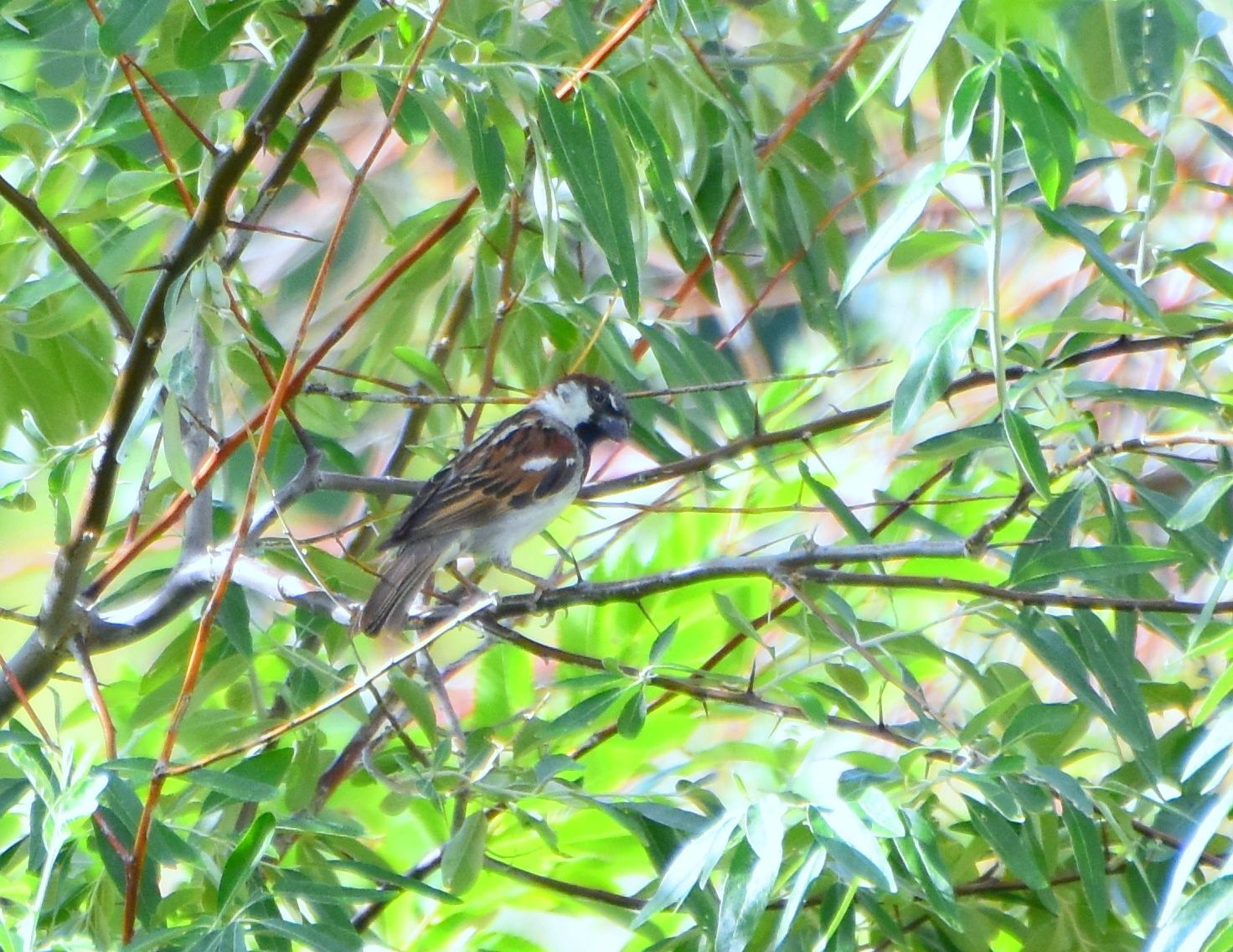 House Sparrow