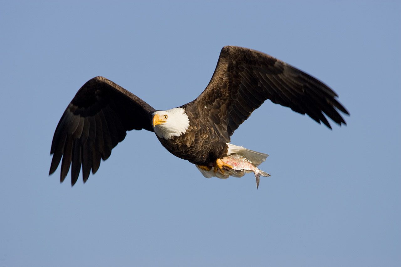 Bald Eagle