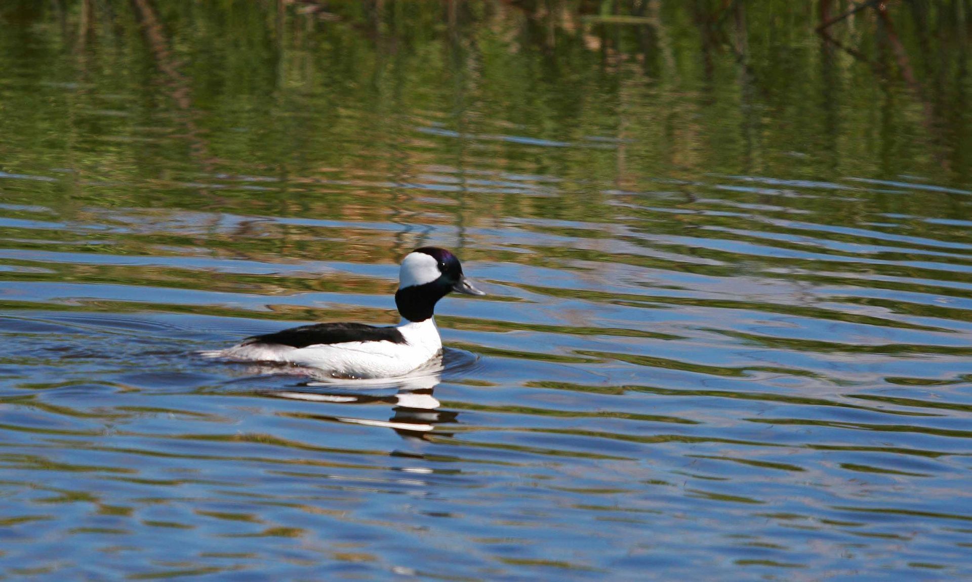 Bufflehead
