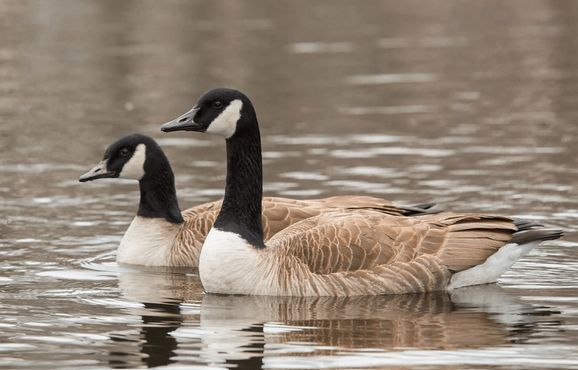 Canada Geese