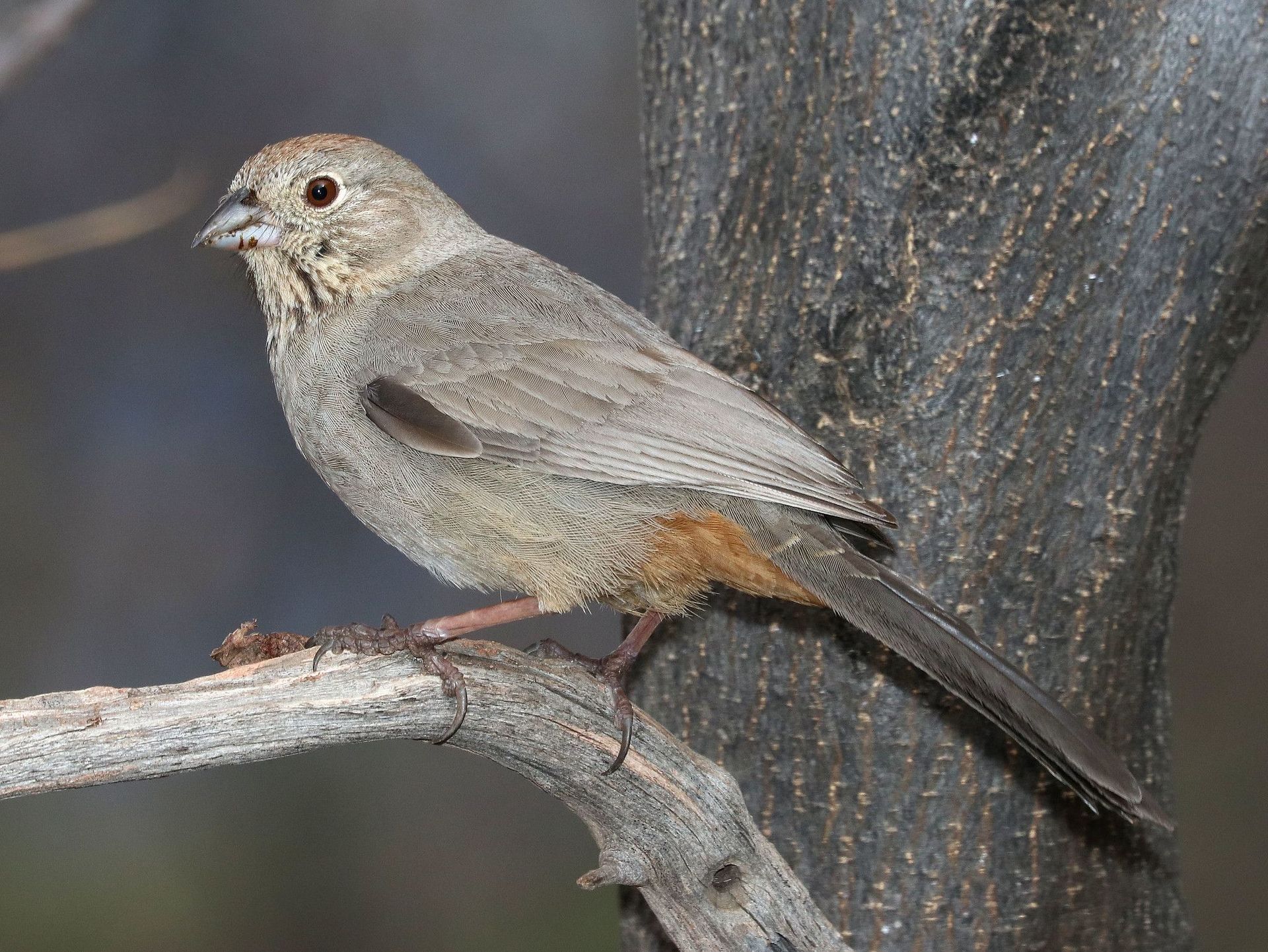 Canyon Towhee