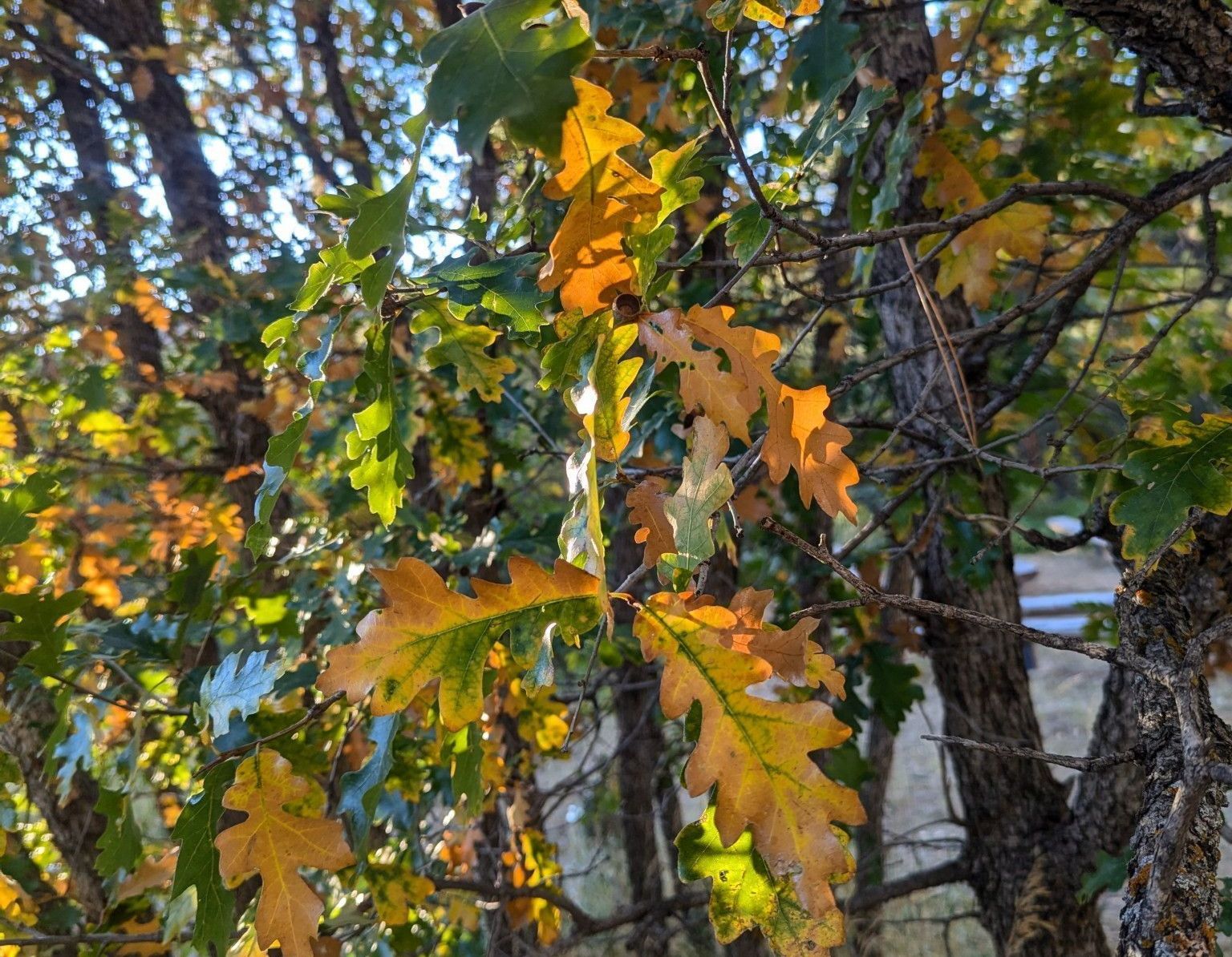 Fall 2024 Leaves