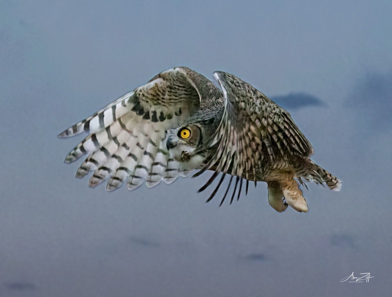 Great Horned Owl