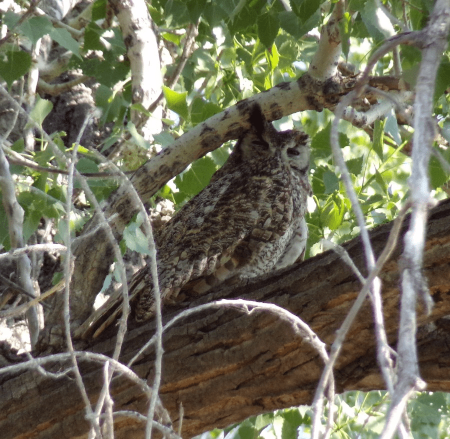 Great Horned Owl