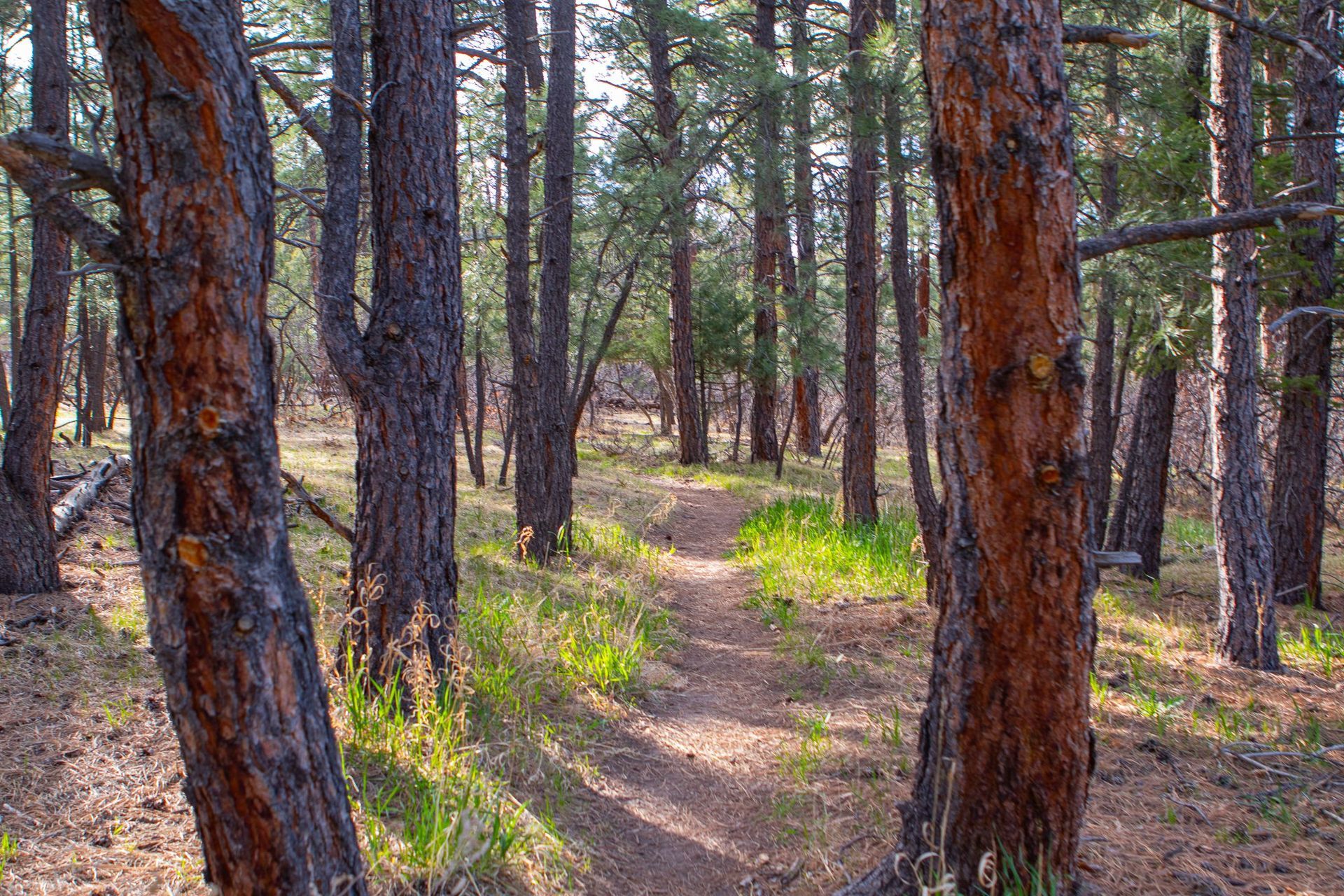 Mountain Campus Carhart Trees
