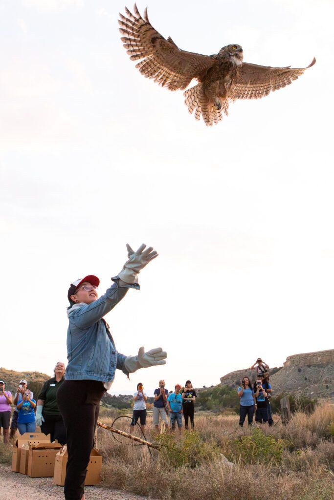 October Owl Release 2