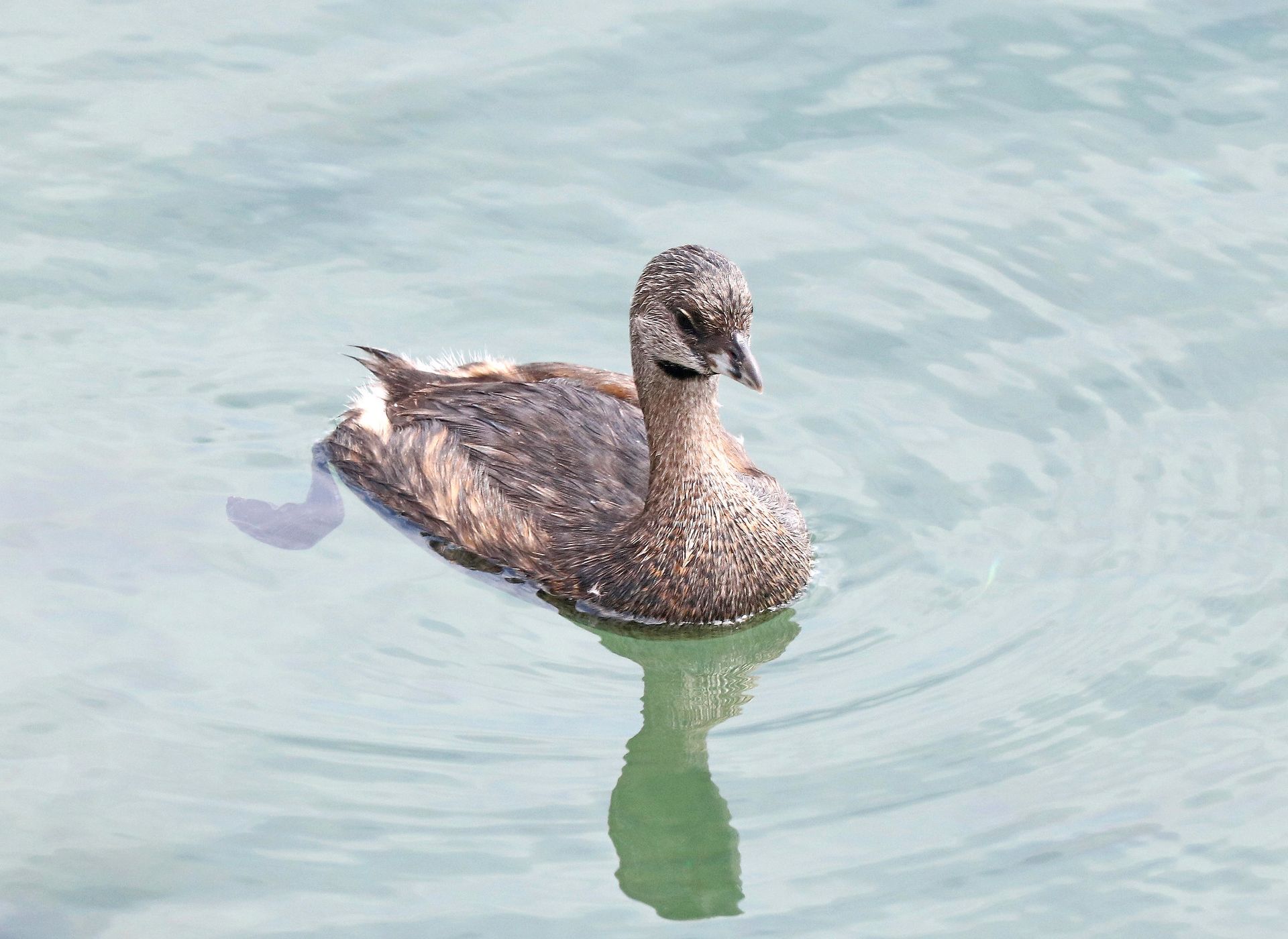 Pied-billed Grebe