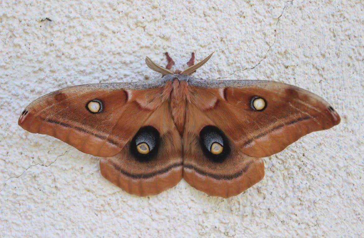 Polyphemus Moth