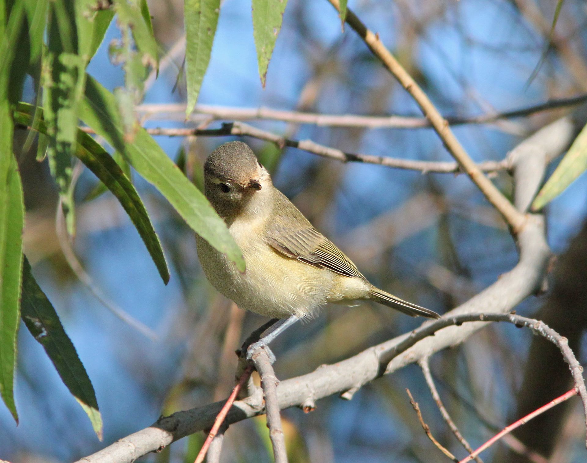 Warbling Vireo