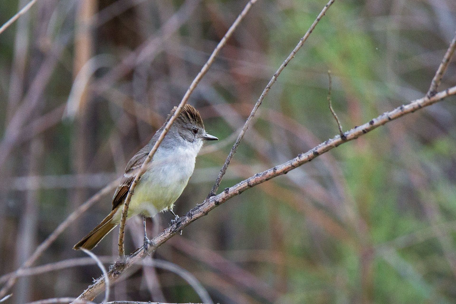 Ash-Throated Flycatcher