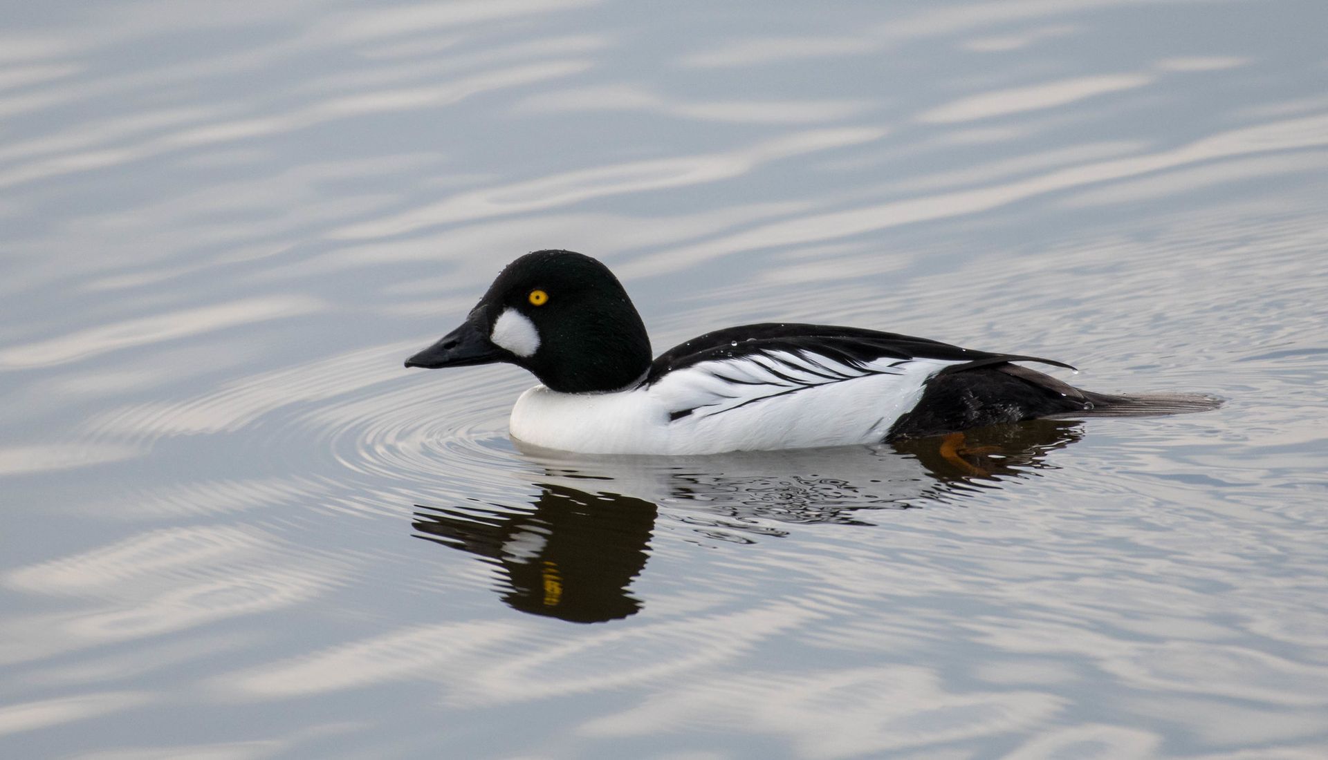 Common Goldeneye