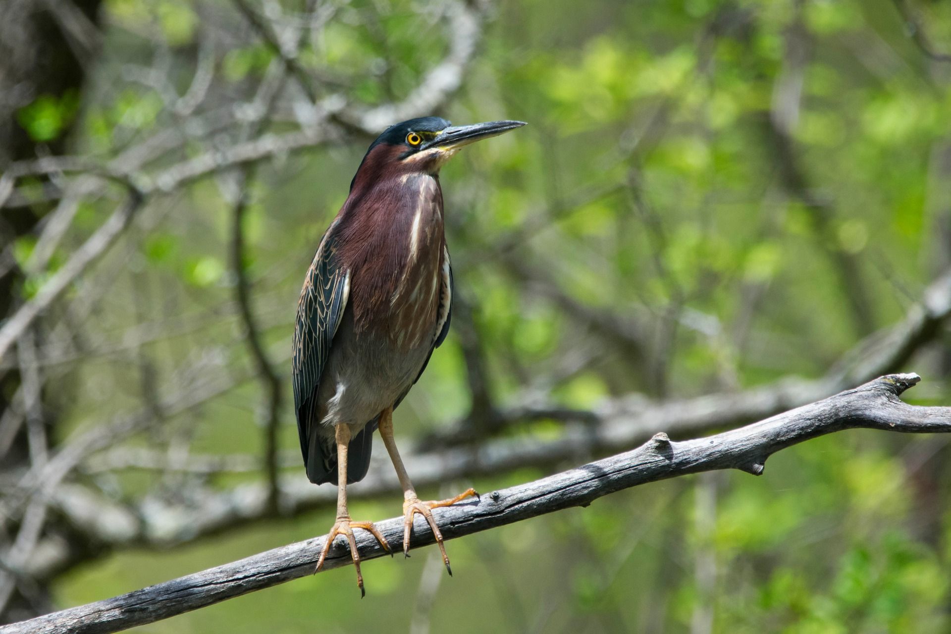 Green Heron