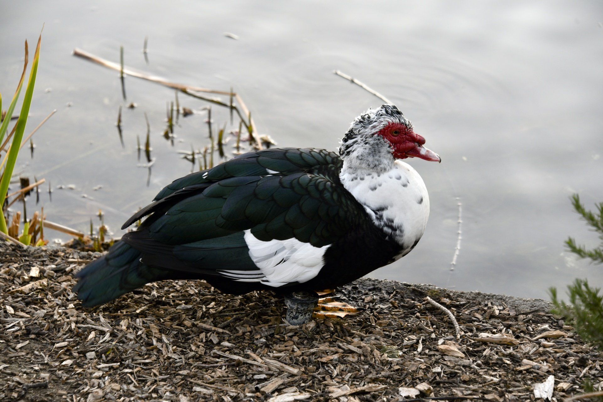 Muscovy Duck