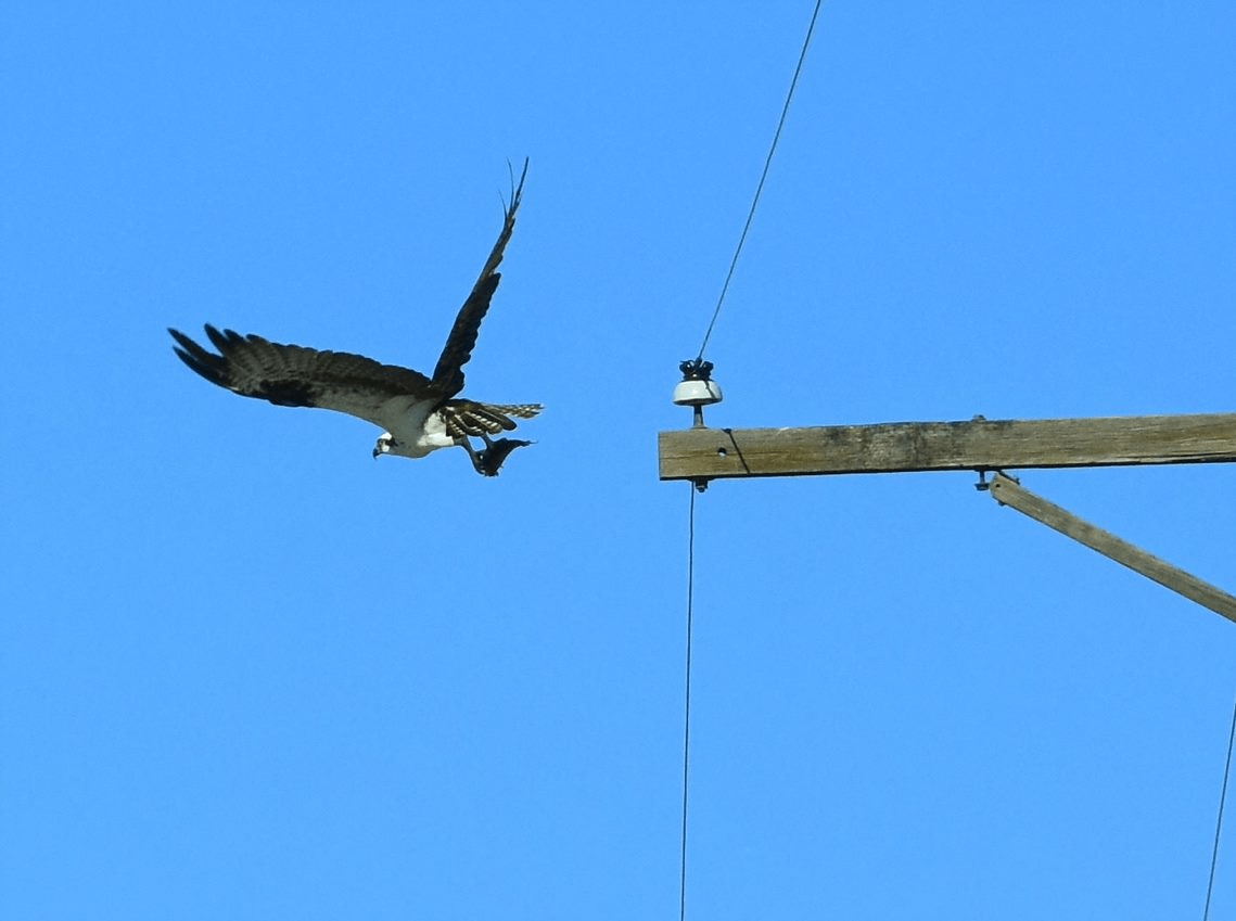 Oprey with Prey