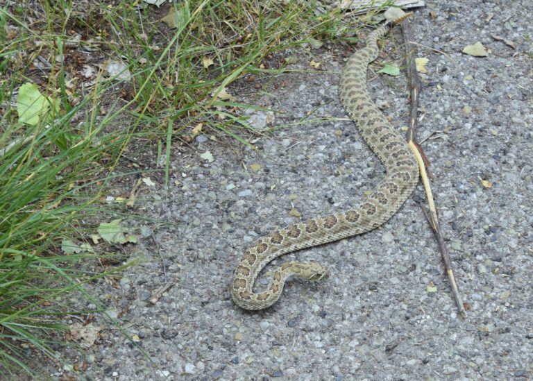 Rattler on AVAS Walk