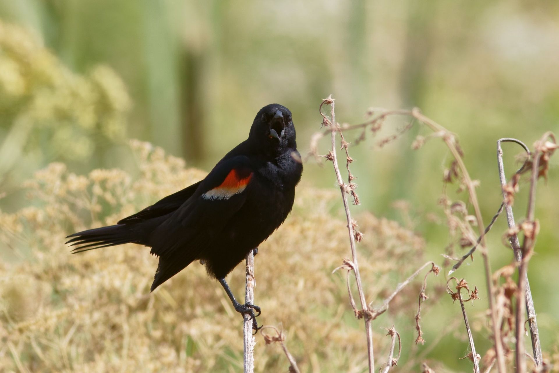 Red-winged Blackbird