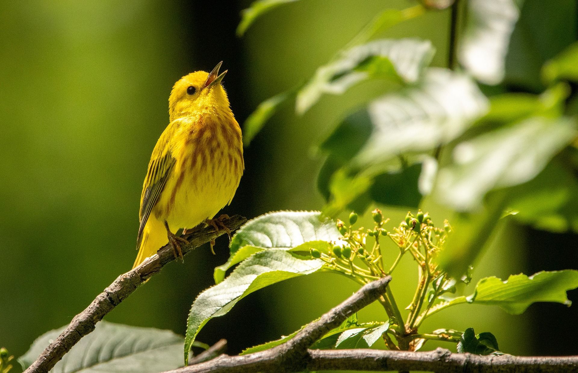Yellow Warbler